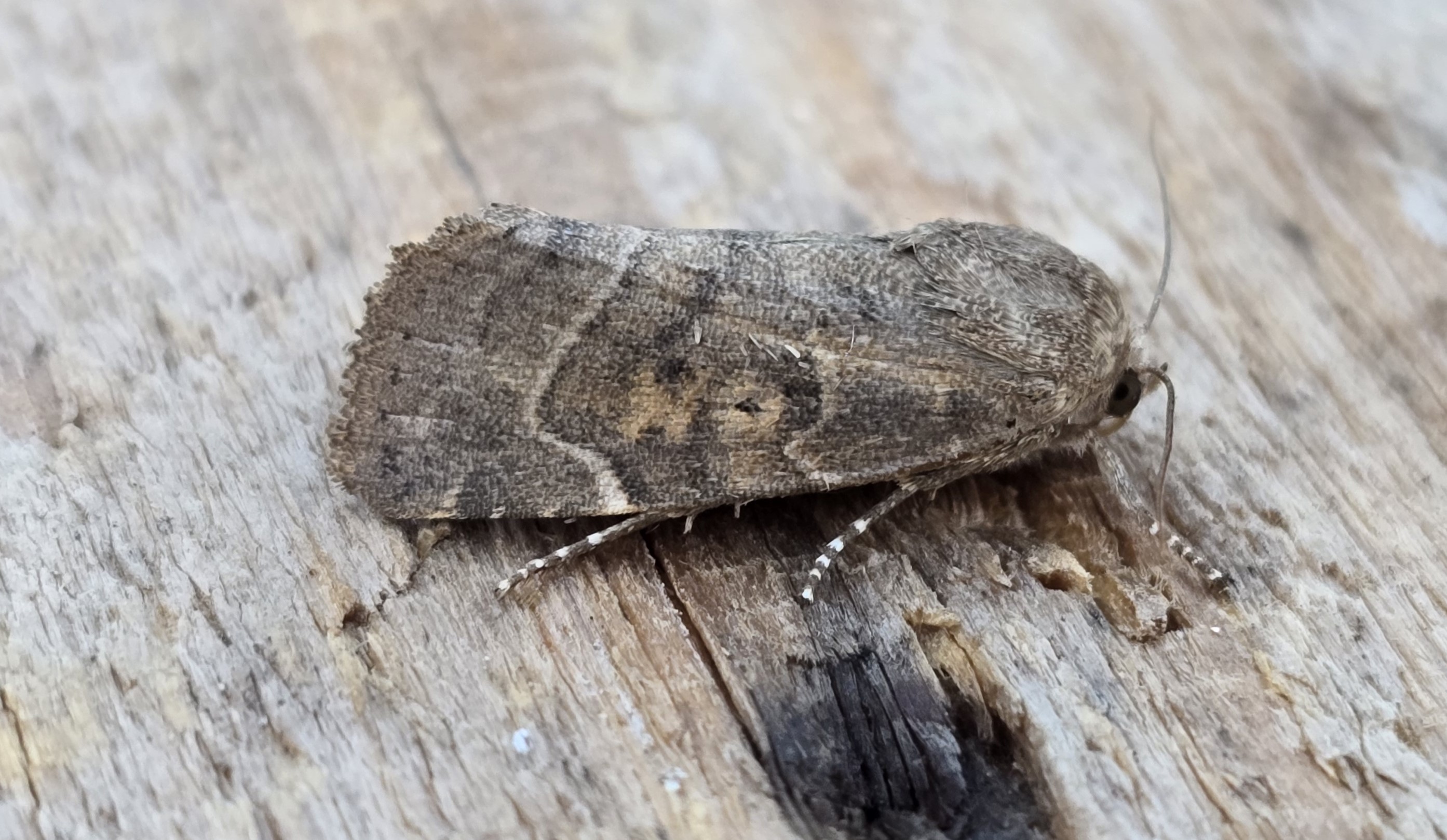 Photo of Lesser-spotted Pinion (Cosmia affinis)